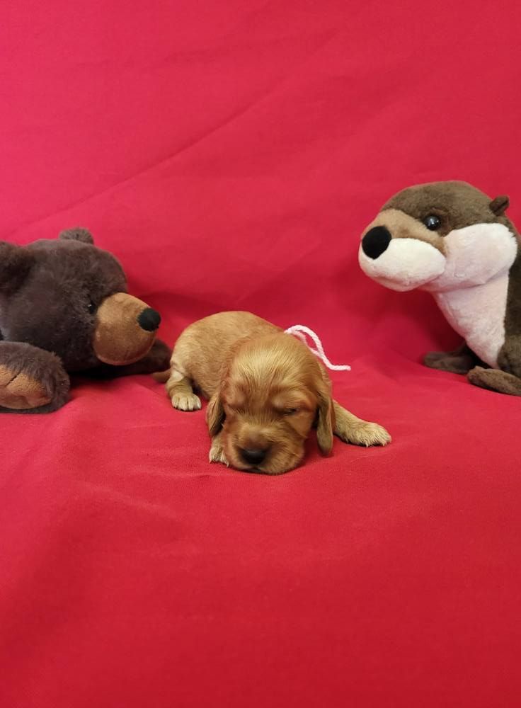 du domaine de Std Gladyce - Chiots disponibles - Cocker Spaniel Anglais