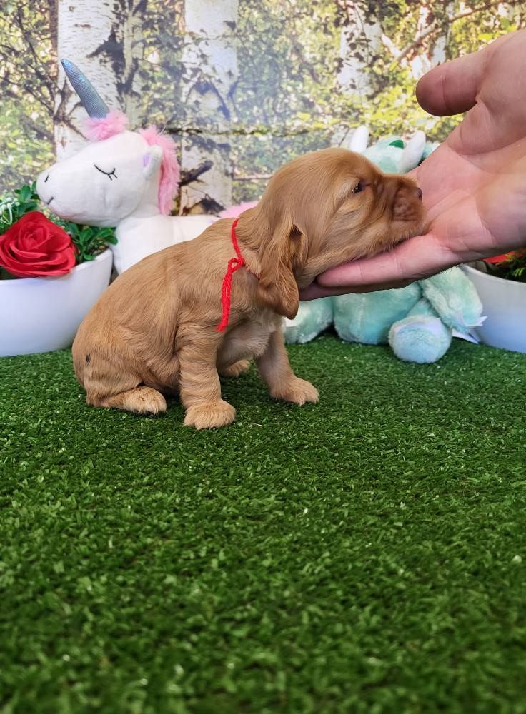 du domaine de Std Gladyce - Chiots disponibles - Cocker Spaniel Anglais