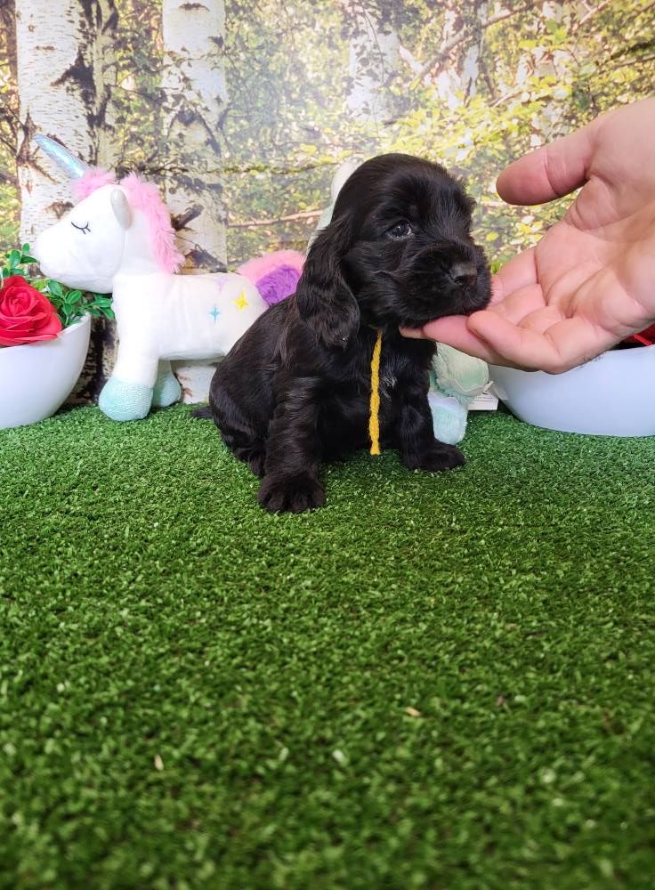 du domaine de Std Gladyce - Chiots disponibles - Cocker Spaniel Anglais