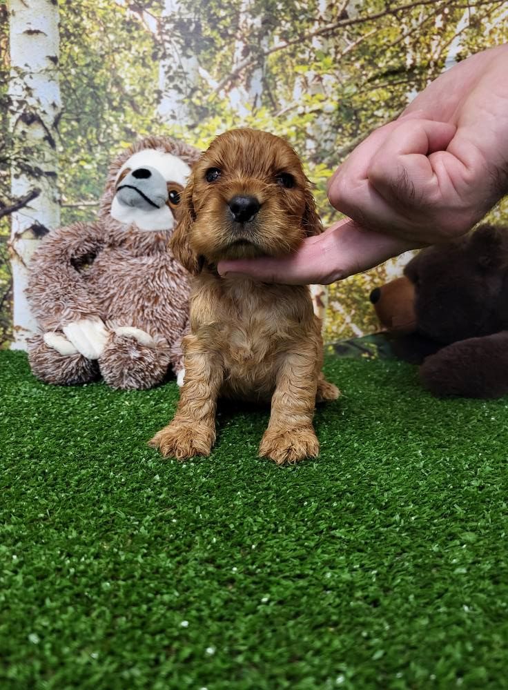 du domaine de Std Gladyce - Chiots disponibles - Cocker Spaniel Anglais