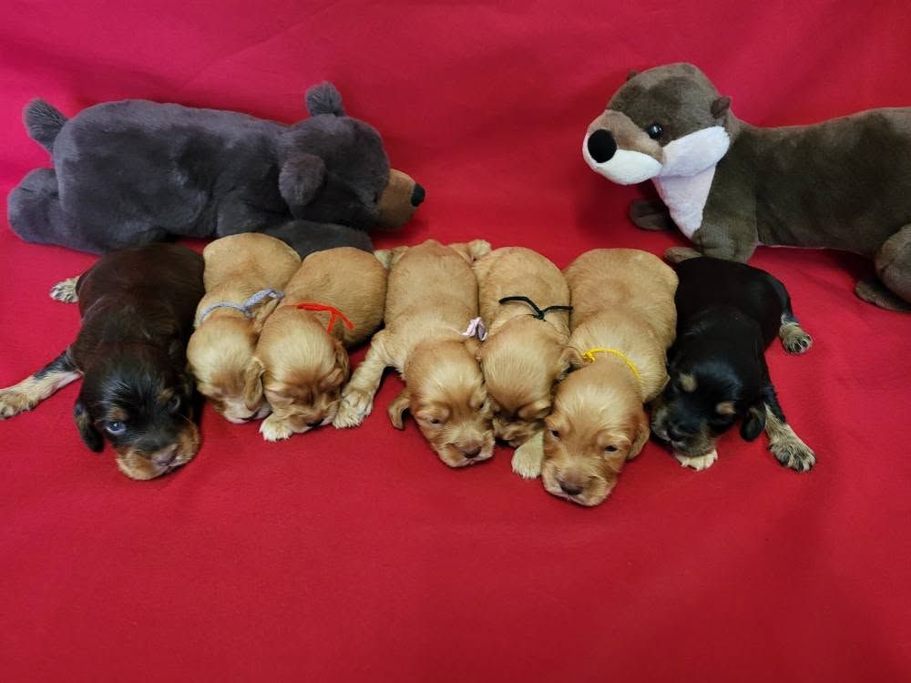 du domaine de Std Gladyce - Chiots disponibles - Cocker Spaniel Anglais
