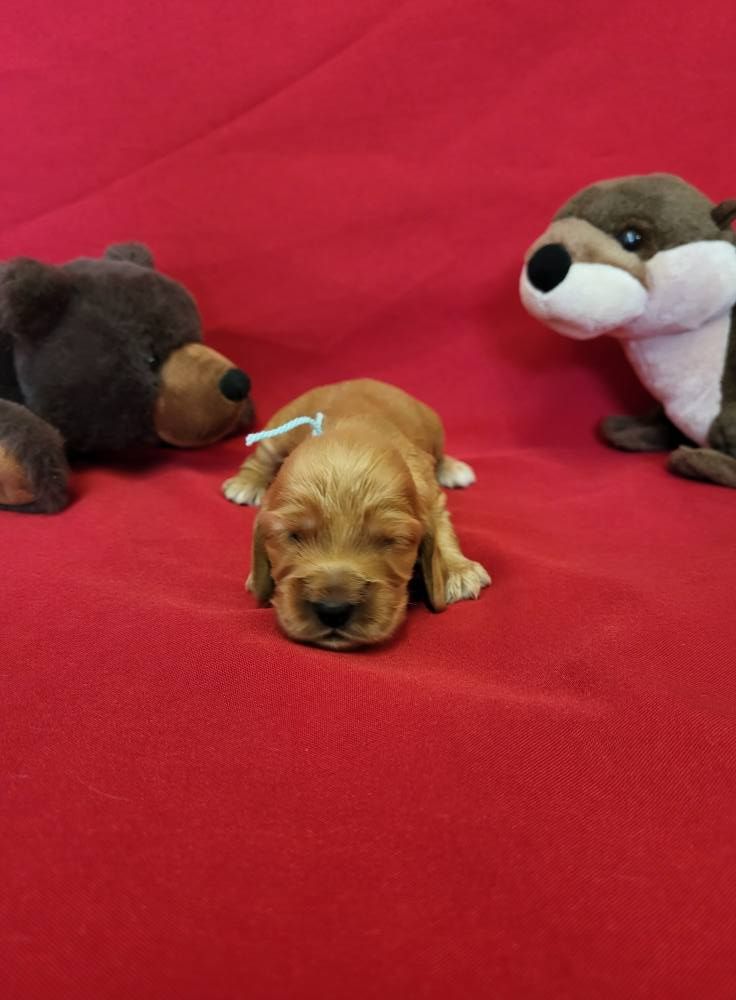 du domaine de Std Gladyce - Chiots disponibles - Cocker Spaniel Anglais