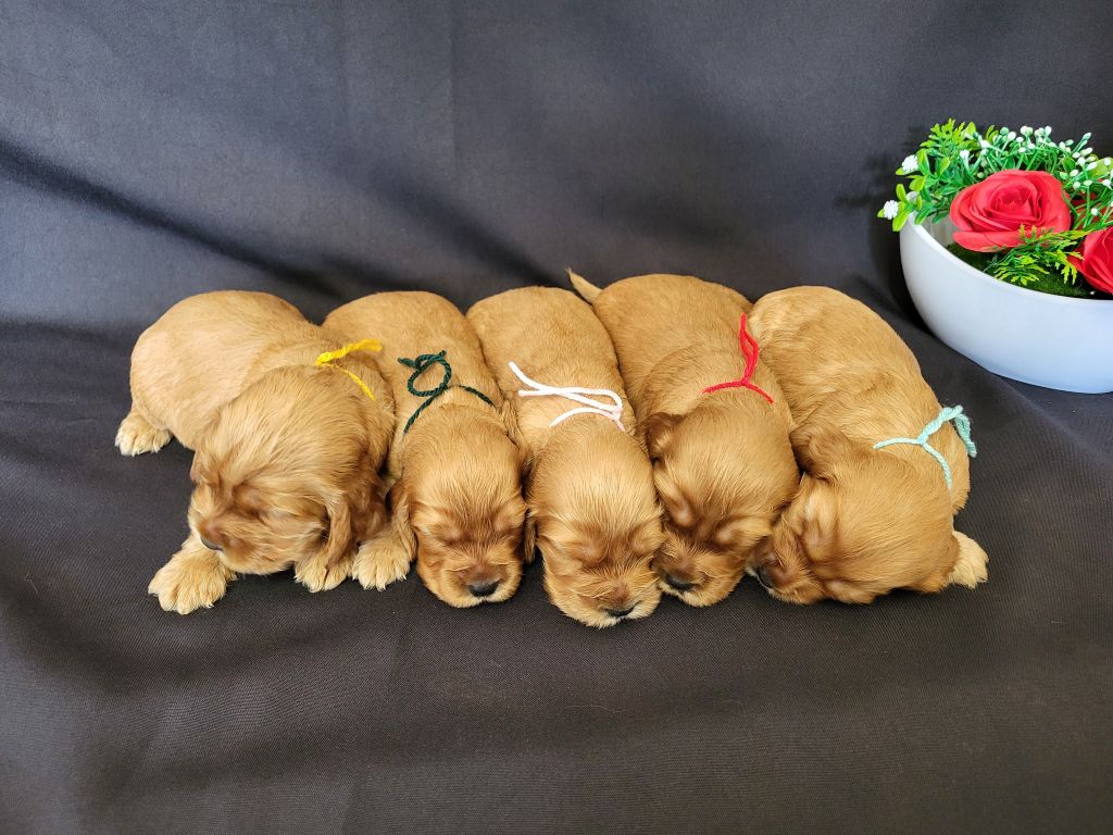 du domaine de Std Gladyce - Chiots disponibles - Cocker Spaniel Anglais