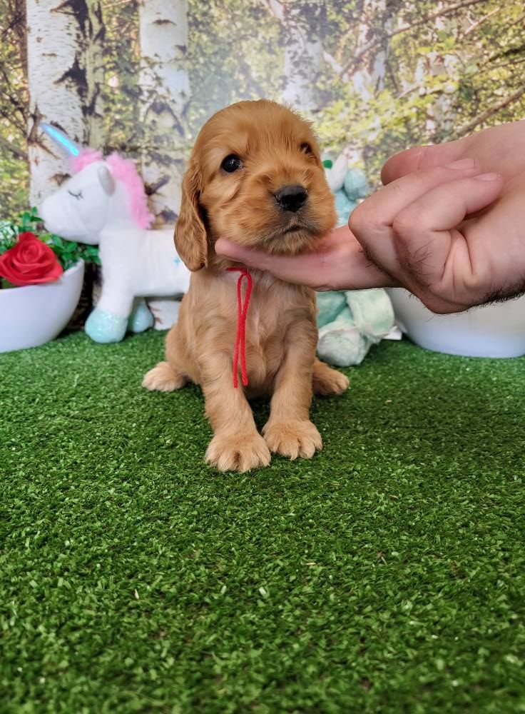 du domaine de Std Gladyce - Chiots disponibles - Cocker Spaniel Anglais
