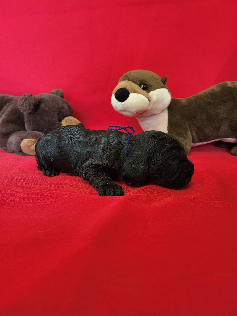du domaine de Std Gladyce - Chiots disponibles - Cocker Spaniel Anglais