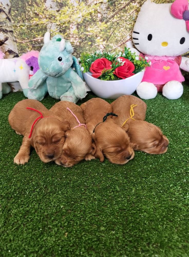 du domaine de Std Gladyce - Chiots disponibles - Cocker Spaniel Anglais